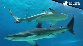 Pacific Blacktip Sharks