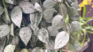 Hoya Krohniana eskimo super silver blooming