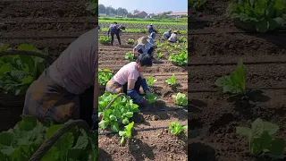 Vegetable Farming Techniques #satisfying #shot