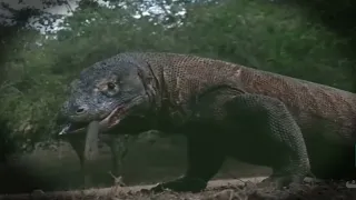 Watch when the Komodo dragon gets angry, incredible scenes in the wild