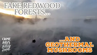 Fake Redwood Forests & Geothermal Mushrooms