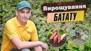 Вирощування батату