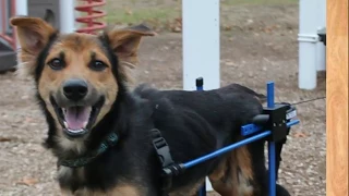 This Dog Was Left Paralyzed On The Beach Until Someone Decided To Save Him !