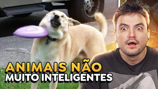 OS ANIMAIS MAIS BURRINHOS DA NATUREZA