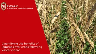 Quantifying the benefits of legume cover crops following winter wheat