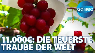11.000 Euro für Obst - die Geschichte der Ruby Roman Traube | Galileo | ProSieben