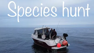 Sea Fishing Uk - small boat fishing species hunt BIG and little fish Arvor230