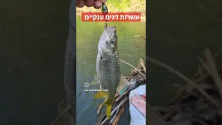 פתיחת עונה עם שבירת שיא בירדן בקרוב הסרט המלא בערוץ #ביניותבירדן#fishinginisrael