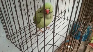 आज सुबह की morning time cute tota 😊😊🥰🙏🥰 मिठू #parrot #viral #video