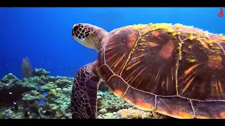 Mind-Blowing 16K HDR 120FPS Dolby Vision |Wildlife Animals 16K 120 FPS (ULTRA HD)| Life About Jungle