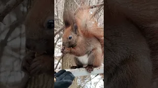 Белка грызла орешек и испугалась. The squirrel gnawed a nut and got scared #squirrel #белка #गिलहरी