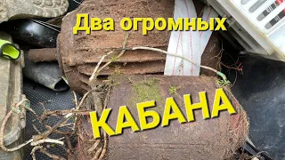 Два схрона запчастей от трактора и два кабана! Сколько ещё здесь металла? Металлокоп Коп металлолома