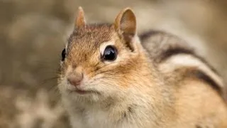 Chipmunk's Plan For Future Better Crafted Than That Of 8 Out Of 10 Americans