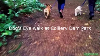 Colliery Dam Park Nanaimo - a dog's eye view