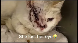 beautiful cat’s life save from bad car accident 😔