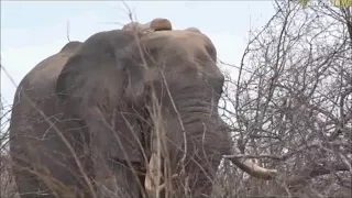 Safari Live : Stefan with the biggest Bull Elephant we've ever seen on Bush Walk  Oct 07, 2017