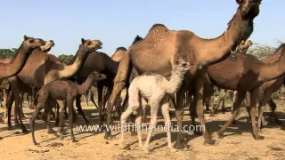 Camels depart on a desert journey - Kutch, Gujarat