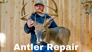 How to Repair Broken Antlers on a whitetail