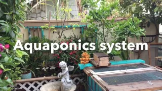 Is Aquaponics Worth It?  My review after almost 5 years.