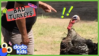These Two Turkeys Are SO Mean! But Not To Everyone… | Dodo Kids | Bad Boys And Girls