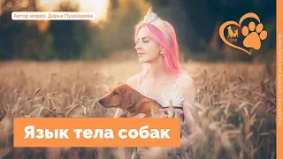 Язык тела собак. Как собаки общаются друг с другом и с нами.