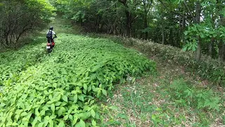 岩手林道　楽しいヒルクライム　GASGASランドネ　セロー250