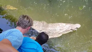 Jamaica Black River crocodile