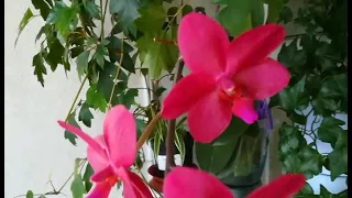 ВПЕРВЫЕ ЦВЕТУЩИЕ ОРХИДЕИ❣️😍👍ОТ РАДОСТИ❤️ ДО ПЕРЕСОРТА😗#flores #orhids #phalaenopsis #фаленопсис 🌱🦋❣️