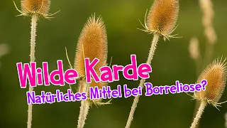 Wilde Karde - natürliches Mittel bei Borreliose? So kannst du die Wurzel ausgraben 👩‍🌾  #garten