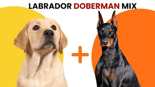 Labrador Doberman Mix AKA Doberdor