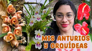 Tour por mi jardín de orquídeas y anturios  | Candy Bu