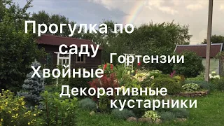 ПРОГУЛКА ПО САДУ. ОБЗОР ГОРТЕНЗИЙ,ХВОЙНЫХ,декоративных кустарников на середину сентября.