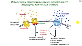 Біохімія всі роки частина 2 вуглеводний обмін