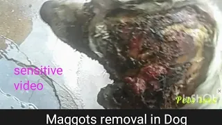 maggots removal in dog