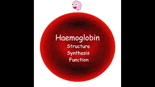 Part 3: Haemoglobin - Structure, Synthesis, Types, and Function