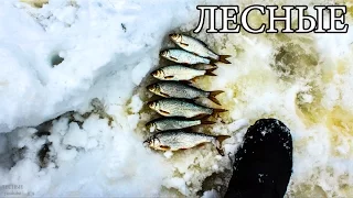 ЛОВУШКА ДЛЯ РЫБЫ ИЗ ЛЬДА - ЛЕДЯНОЙ ТУПИК | Ice Fish Trap