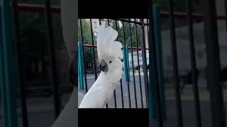 parrot and dog barks  at each other