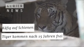 Käfig auf Schienen: Vier Tiger kommen nach 15 Jahren frei