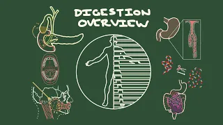 Digestion Overview