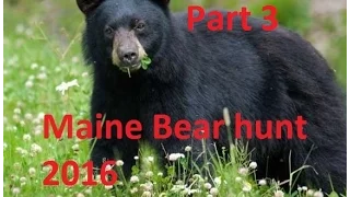 Maine Bear Hunting 2016 Part 3