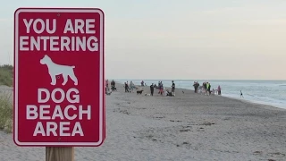 Dog Beach, Venice, Florida