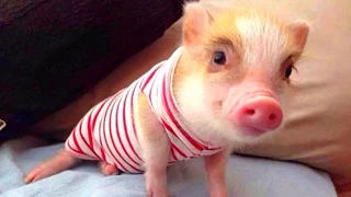 Funny and Cute Piggy Videos Compilation #79 Funny Baby Pigs