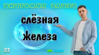 Слезные железы | Строение глаза