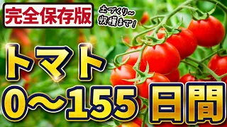 【完全保存版】トマト栽培！0~155日間【土づくり👉収穫まで】失敗しないポイントを一気に紹介！