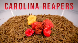 10 000 Mealworms vs. CAROLINA REAPERS