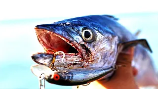 How to Easily Catch Spanish Mackerel EVERYWHERE - Surf, Pier, and Jetty.