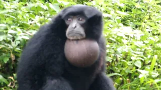 SIAMANG MONKEY VOICE at Ragunan Zoo Jakarta Indonesia