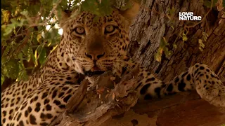 The Hungry Leopard