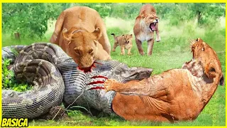 FULL VIDEO! Momen2 Singa berburu mangsa Berakhir Kematian di alam liar! No 5 Paling Brutal