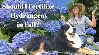 Should I Fertilize Hydrangeas in Fall?